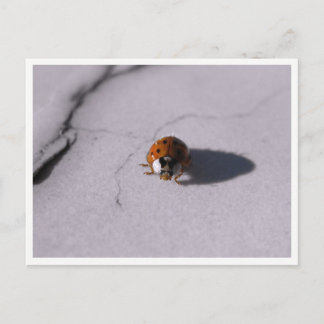 Lieveheersbeestje Kever Macro Natuurfotografie Briefkaart