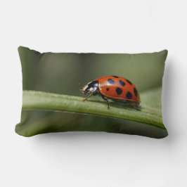 lieveheersbeestje kussen