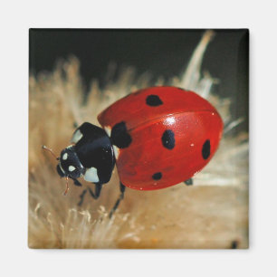 Lieveheersbeestje - Lady Beetles magneet