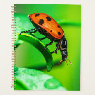 Lieveheersbeestje Macro Planner Natuur-Inspirerend