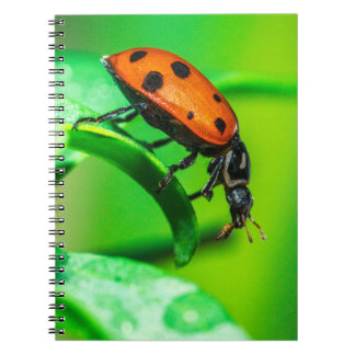 Lieveheersbeestje Macro Spiraal Notebook Natuur Ku Notitieboek