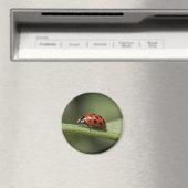 lieveheersbeestje magneet (Insitu (Vaatwasser))