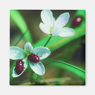 Lieveheersbeestje Magneet