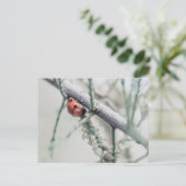 lieveheersbeestje met druppeltje op een tak briefkaart (Staand voorkant)