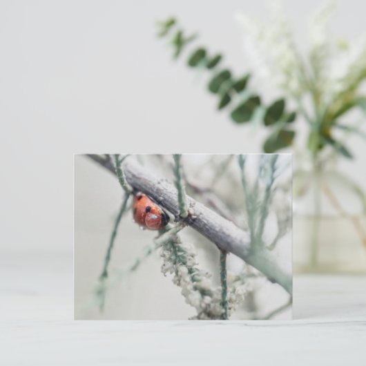 lieveheersbeestje met druppeltje op een tak briefkaart (Staand voorkant)