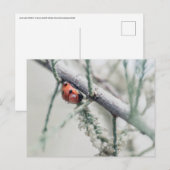 lieveheersbeestje met druppeltje op een tak briefkaart (Voorkant / Achterkant)