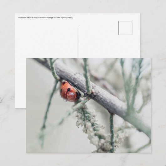 lieveheersbeestje met druppeltje op een tak briefkaart (Voorkant / Achterkant)