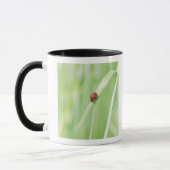 Lieveheersbeestje Mok (Links)