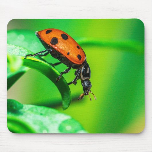 Lieveheersbeestje Muismat | Natuurlijk Bureaudecor (Voorkant)