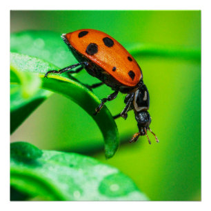 Lieveheersbeestje op blad macro natuur poster