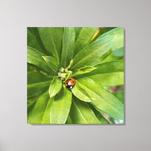Lieveheersbeestje op Bloemen Canvas Afdruk
