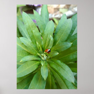 Lieveheersbeestje op Bloemen Poster