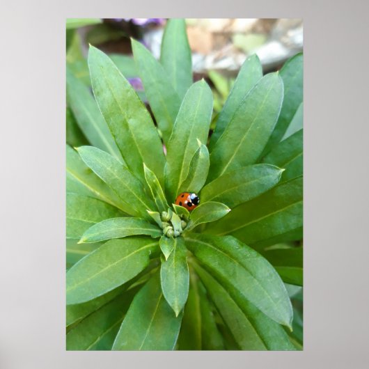Lieveheersbeestje op Bloemen Poster (Voorkant)
