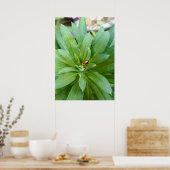 Lieveheersbeestje op Bloemen Poster (Keuken)