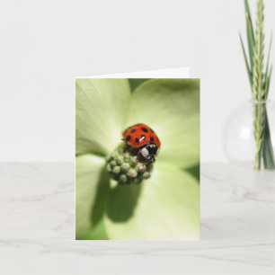 Lieveheersbeestje op Bloemfotografie van Bloeiende Notitiekaartje