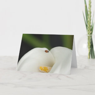 Lieveheersbeestje op Calla het Wenskaart van de Kaart