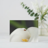 Lieveheersbeestje op Calla Lily Briefkaart (Staand voorkant)