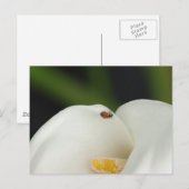 Lieveheersbeestje op Calla Lily Briefkaart (Voorkant / Achterkant)