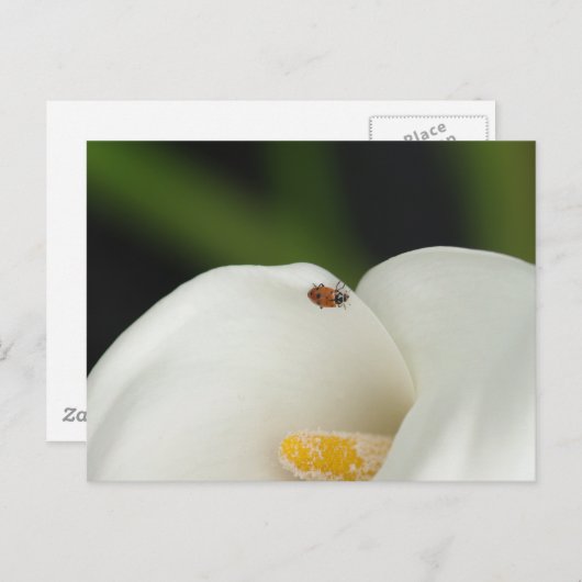 Lieveheersbeestje op Calla Lily Briefkaart (Voorkant / Achterkant)
