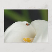 Lieveheersbeestje op Calla Lily Briefkaart (Voorkant)
