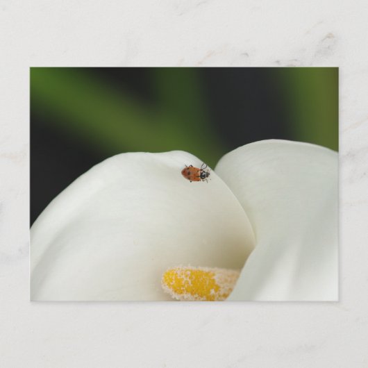 Lieveheersbeestje op Calla Lily Briefkaart (Voorkant)