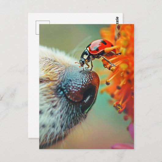 Lieveheersbeestje op de neus van een hond, Postcro Briefkaart (Voorkant / Achterkant)