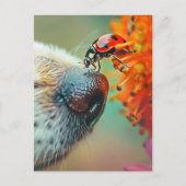 Lieveheersbeestje op de neus van een hond, Postcro Briefkaart (Voorkant)