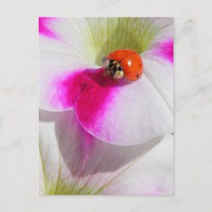 Lieveheersbeestje op de petunia briefkaart