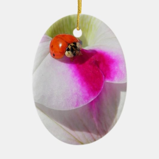 Lieveheersbeestje op de petunia - ornament (Voorkant)