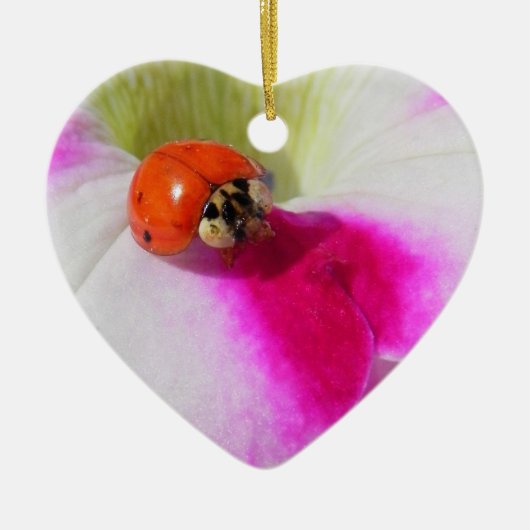 Lieveheersbeestje op de petunia - ornament (Voorkant)