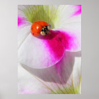 Lieveheersbeestje op de petunia Poster