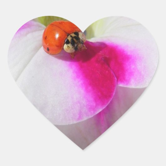 Lieveheersbeestje op de petunia Sticker (Voorkant)