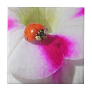 Lieveheersbeestje op de petunia - Tegels Tegeltje