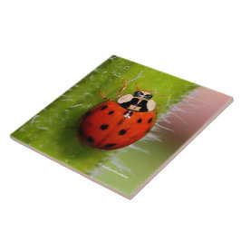 Lieveheersbeestje op de zonnebloemsteel tegeltje