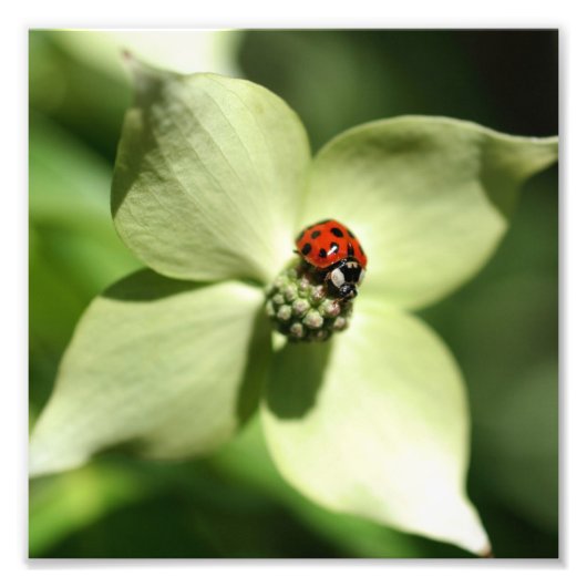 Lieveheersbeestje op Dogwood Flower 8x8 Natuur Foto Afdruk (Voorkant)