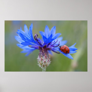Lieveheersbeestje op een blauwe korenbloem poster