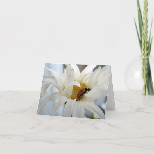 Lieveheersbeestje op een Daisy blanco briefkaart (Voorkant)