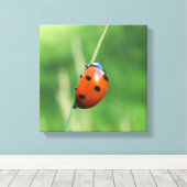 Lieveheersbeestje op een grasspriet canvas afdruk (Insitu (Houten vloer))