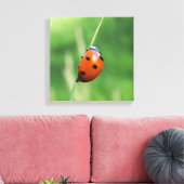 Lieveheersbeestje op een grasspriet canvas afdruk (Insitu (Woonkamer))