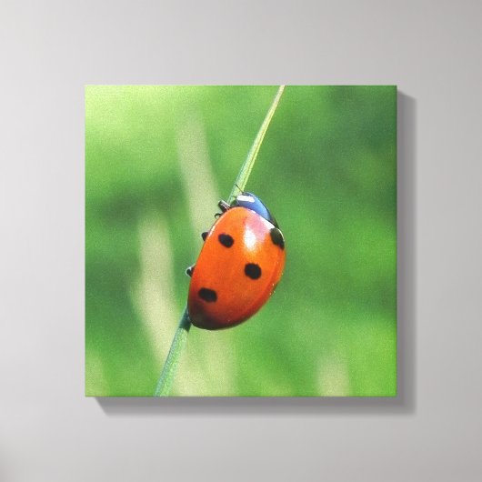 Lieveheersbeestje op een grasspriet canvas afdruk (Voorkant)