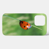 Lieveheersbeestje op een grasspriet Case-Mate iPhone case (Achterkant (horizontaal))
