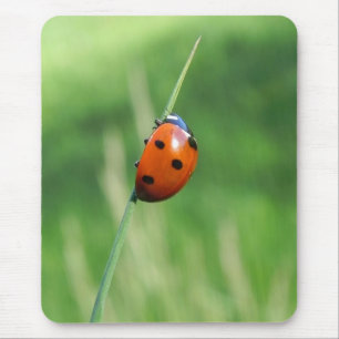 Lieveheersbeestje op een grasspriet  Muismatten