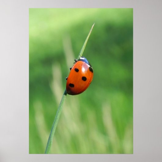 Lieveheersbeestje op een grasspriet Poster (Voorkant)