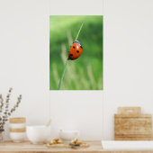 Lieveheersbeestje op een grasspriet Poster (Keuken)