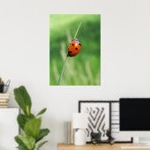Lieveheersbeestje op een grasspriet Poster (Thuiskantoor)
