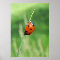 Lieveheersbeestje op een grasspriet Poster