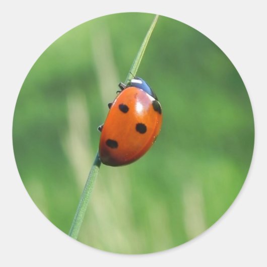 Lieveheersbeestje op een grasspriet Sticker (Voorkant)