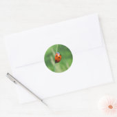 Lieveheersbeestje op een grasspriet Sticker (Envelop)