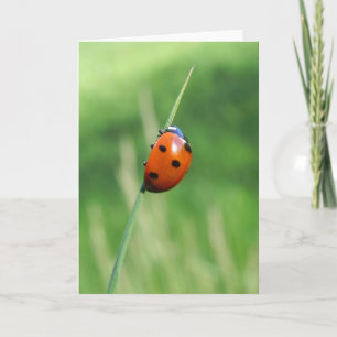 Lieveheersbeestje op een grasspriet Wenskaart Kaart