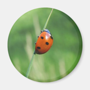 Lieveheersbeestje op een grassprietje magneet